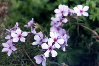Phlox divaricata ssp laphamii 'Chattahoochee'